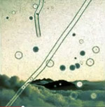 The cover image for the track Muscae Volitatantes.